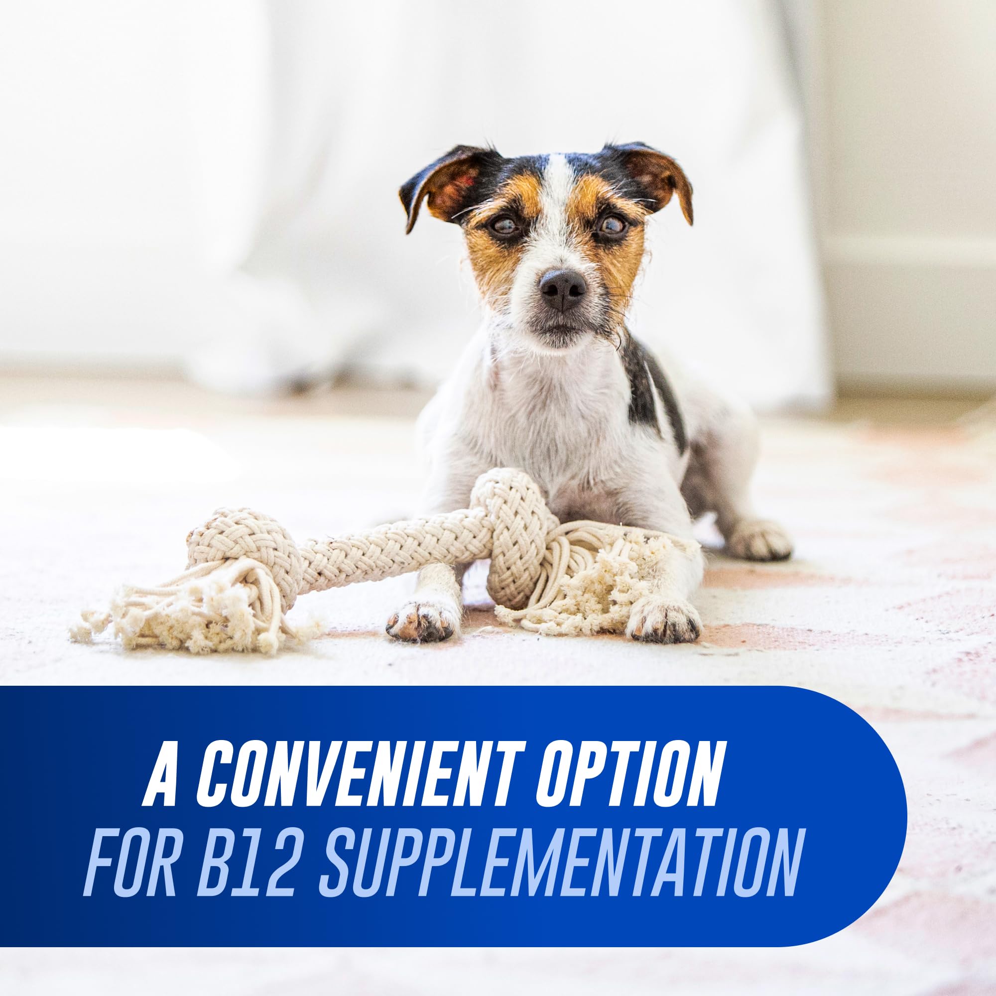 Vitamin B12 Supplement Chews for Cats & Small Dogs – 45ct