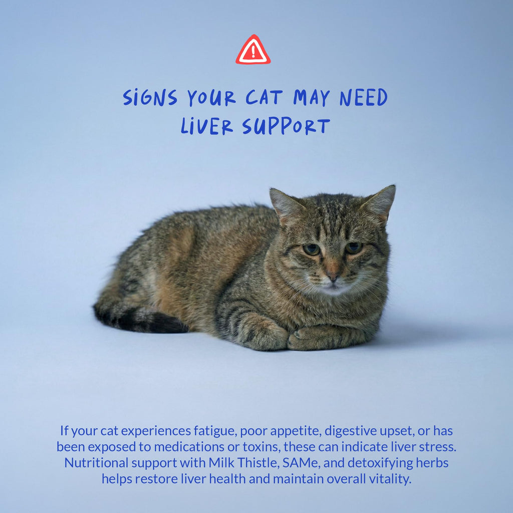 Milk Thistle Liver & Kidney Support Powder for Cats