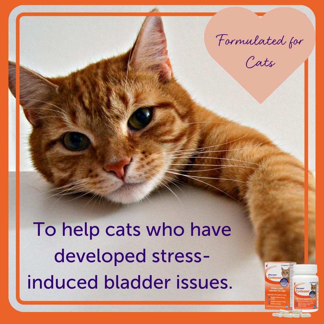 Urinary Tract Support Tablets for Cats – 30ct