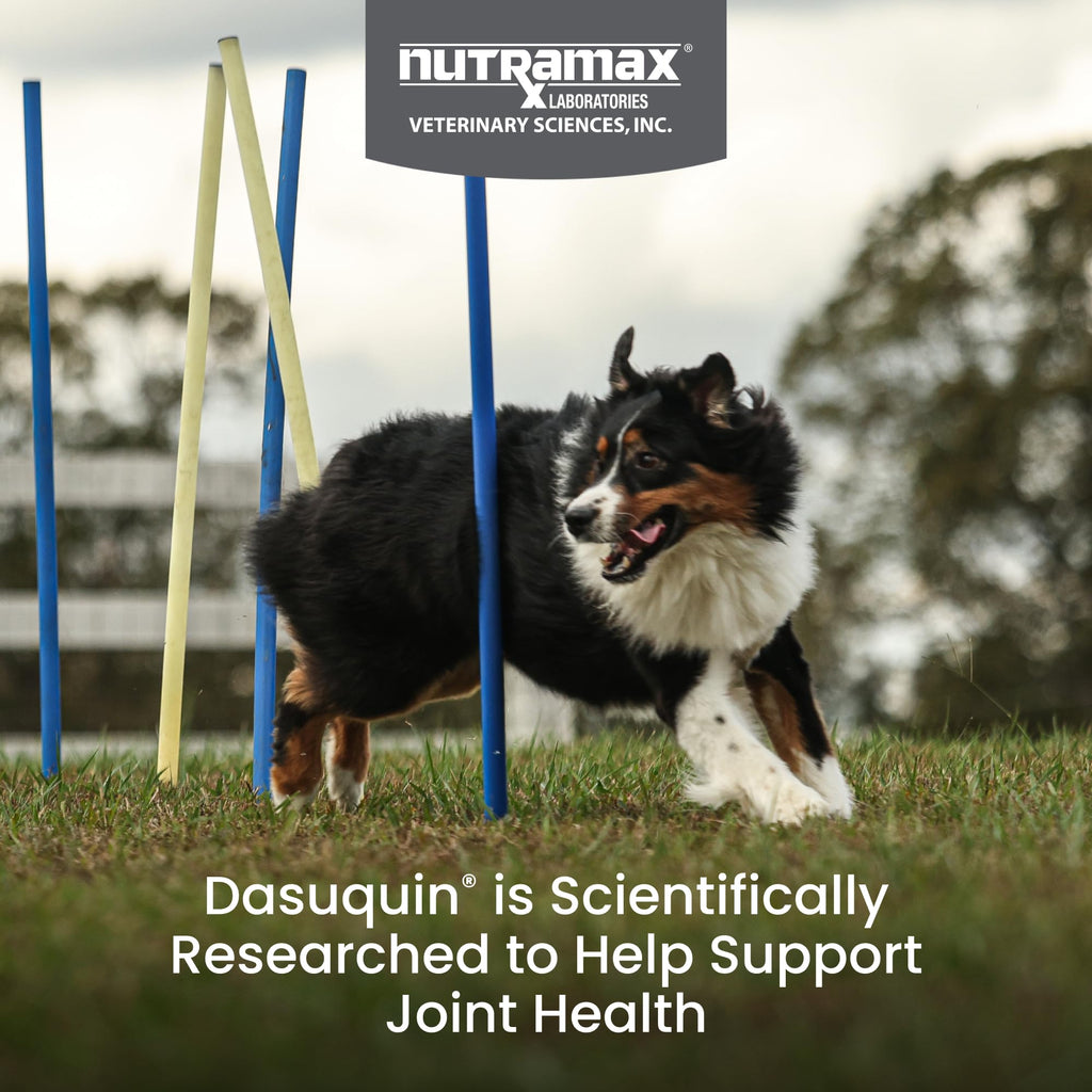 Joint Soft Chews for Large Dogs – Glucosamine, Chondroitin & MSM 150ct
