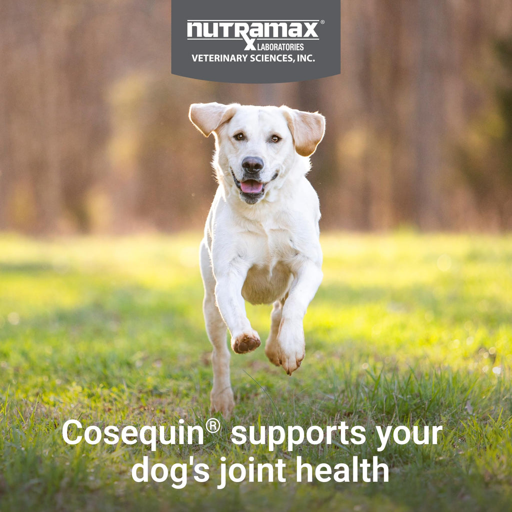 Joint Soft Chews for Dogs – Glucosamine, Chondroitin & MSM 120ct