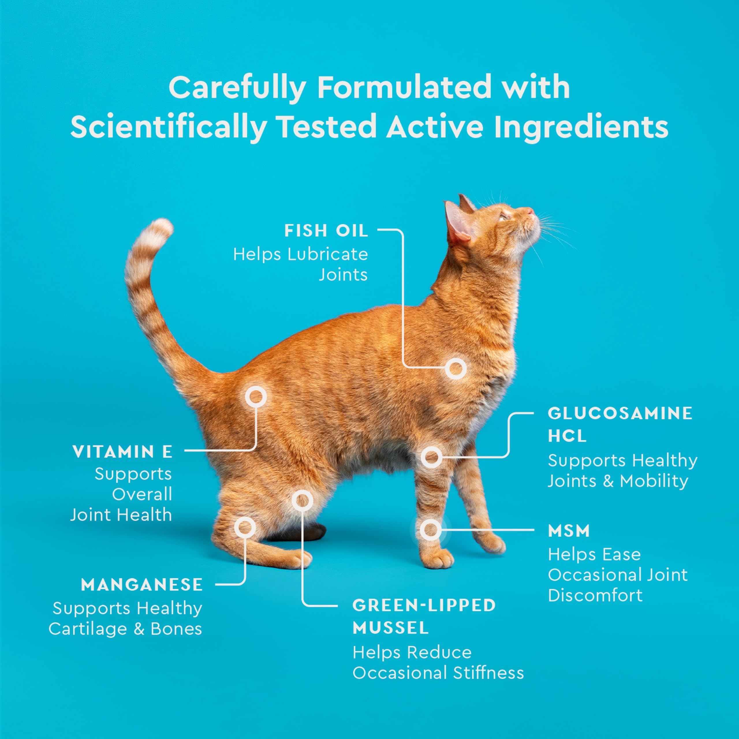 Hip & Joint Supplement for Cats – Glucosamine & Green Lipped Mussel 3.7oz