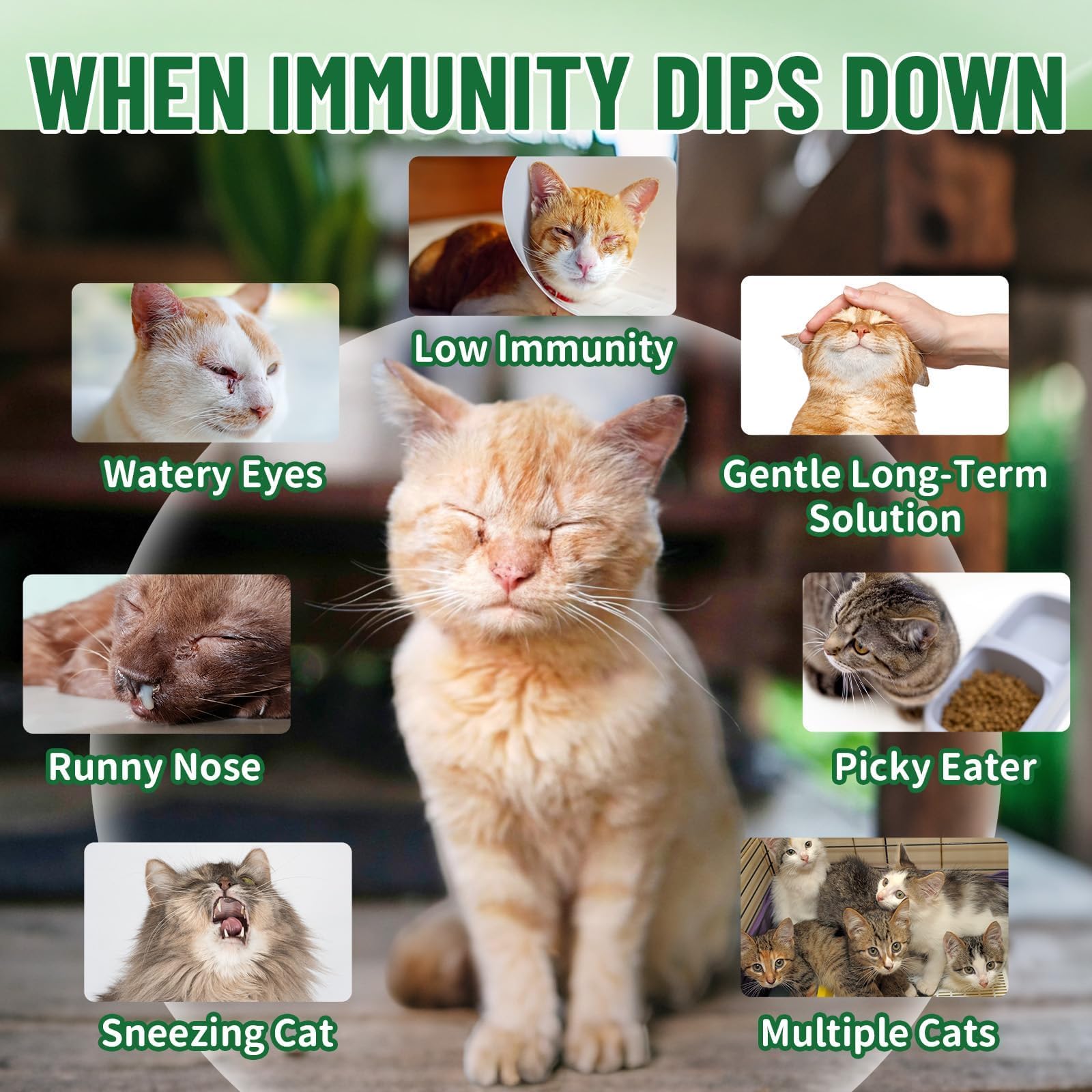 L-Lysine Drops for Cats – Immune & Respiratory Health 60ml