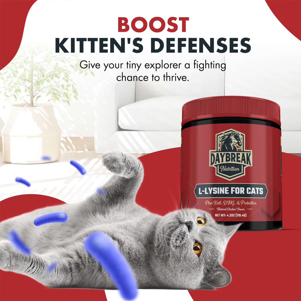 L-Lysine Powder for Cats & Kittens – Immunity & Respiratory 900mg