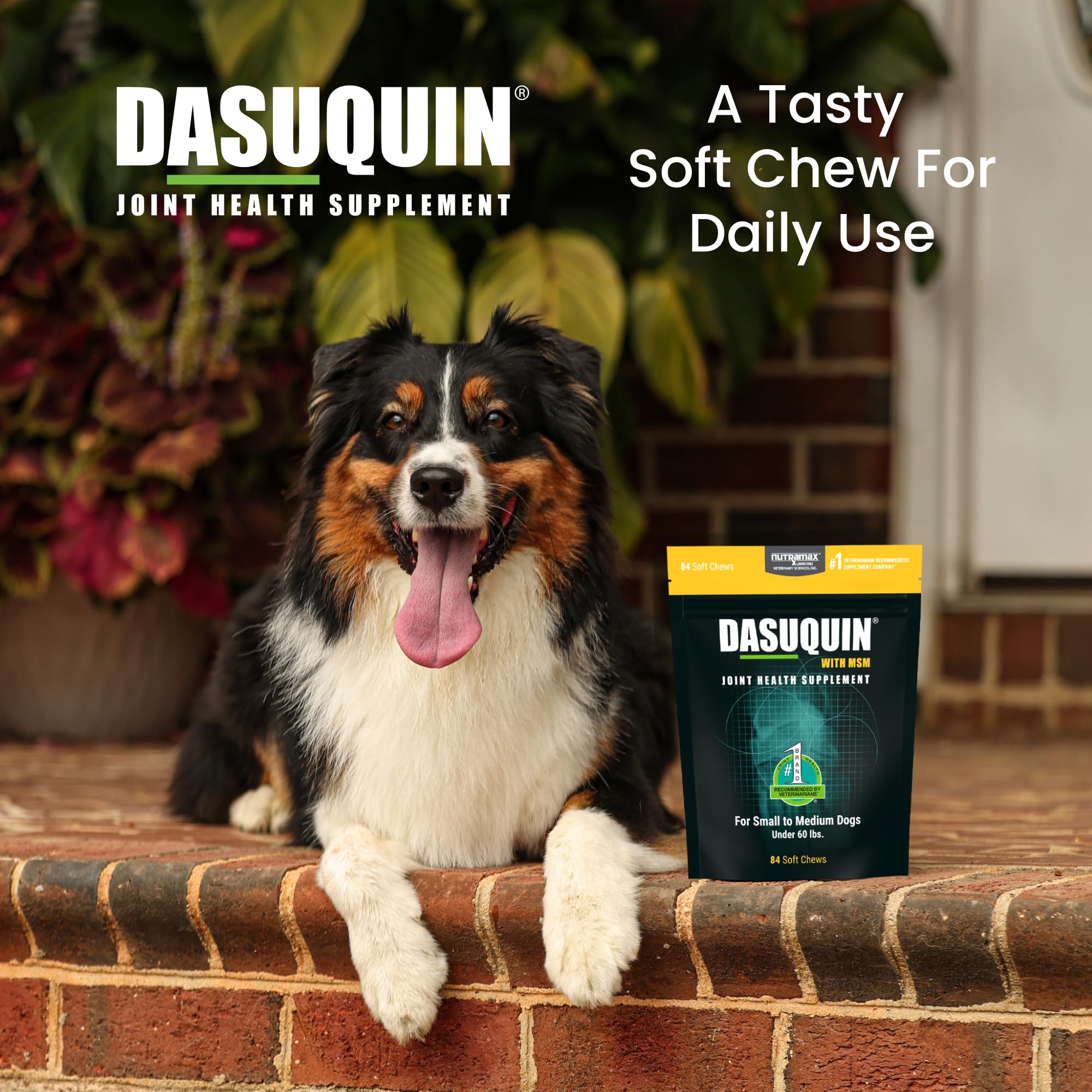 Joint Soft Chews for Small-Medium Dogs – Glucosamine & MSM 84ct