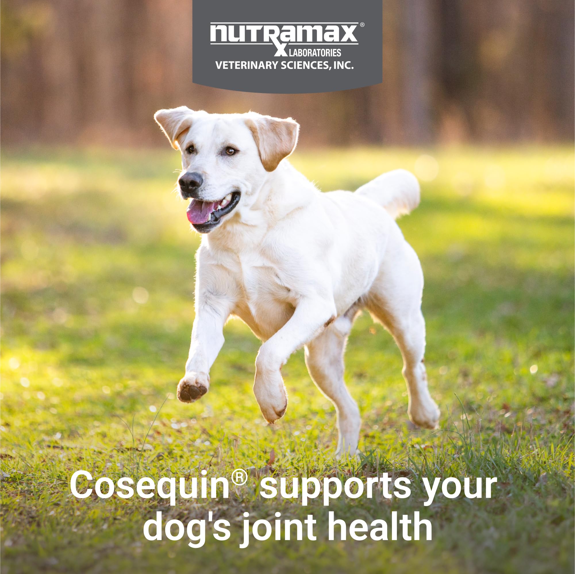 Joint Chewable Tablets for Dogs – Glucosamine, Chondroitin & MSM 132ct