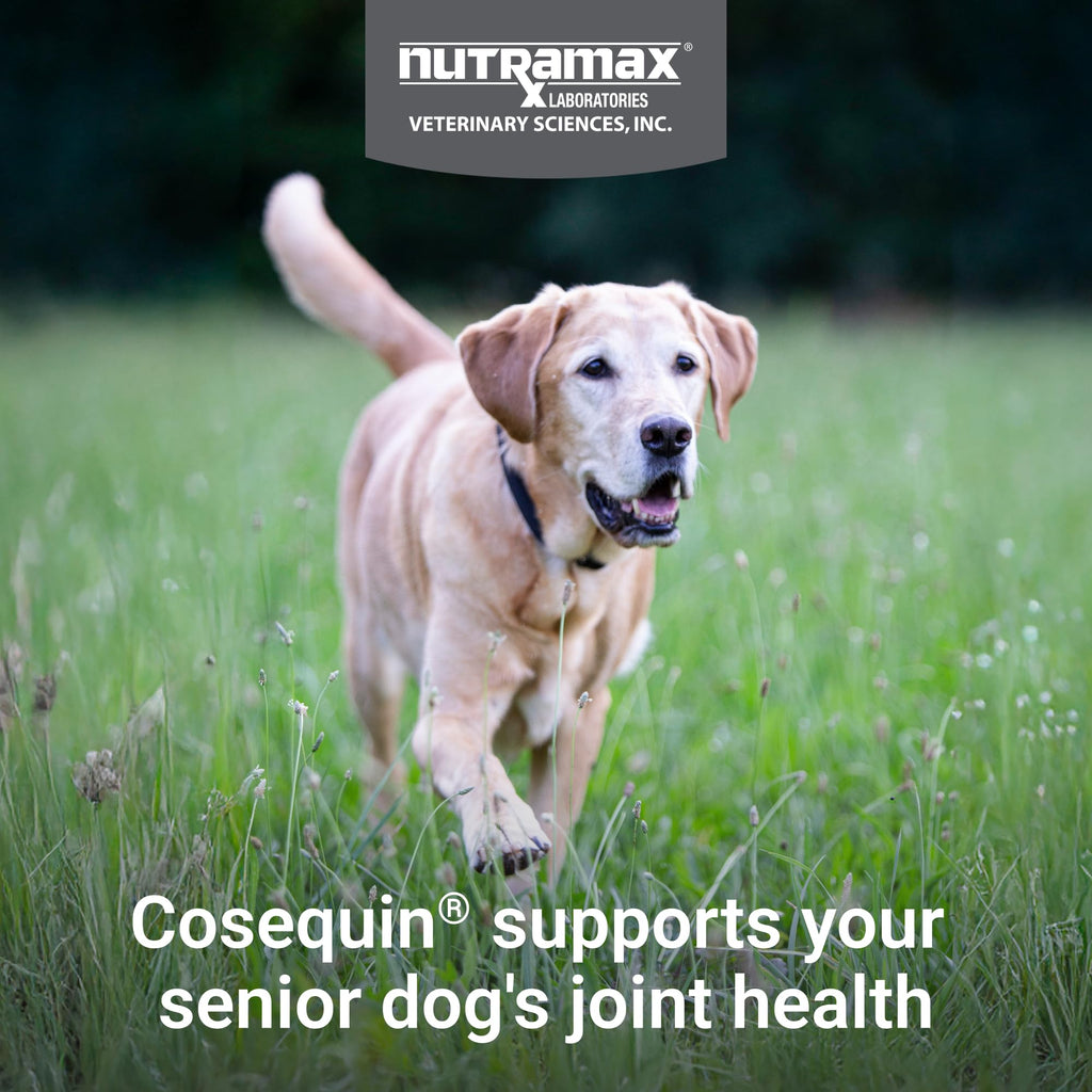 Senior Dog Joint Soft Chews – Glucosamine, MSM & Omega-3s 60ct