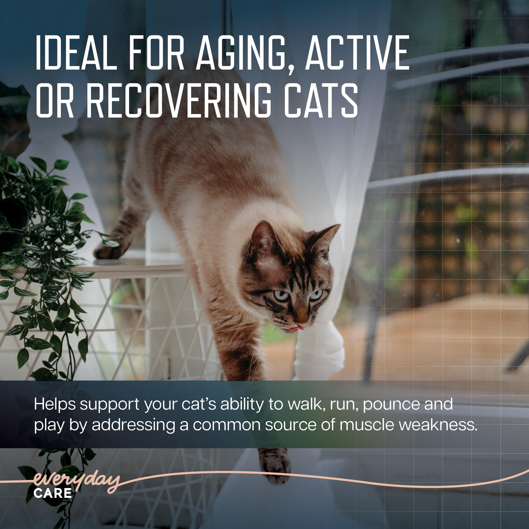 Muscle Health Support Soft Chews for Senior Cats – 60ct 2-Month