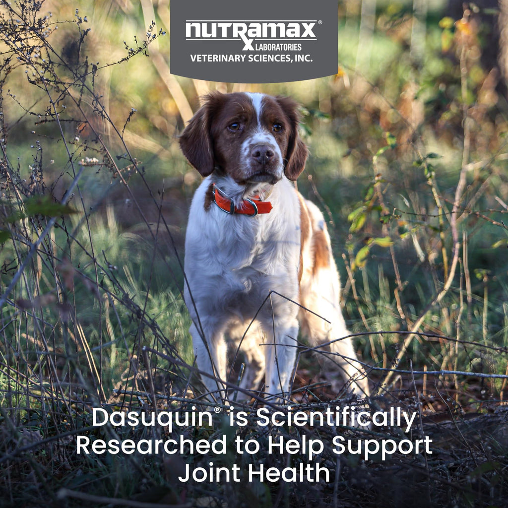 Joint Soft Chews for Small-Medium Dogs – Glucosamine & MSM 84ct