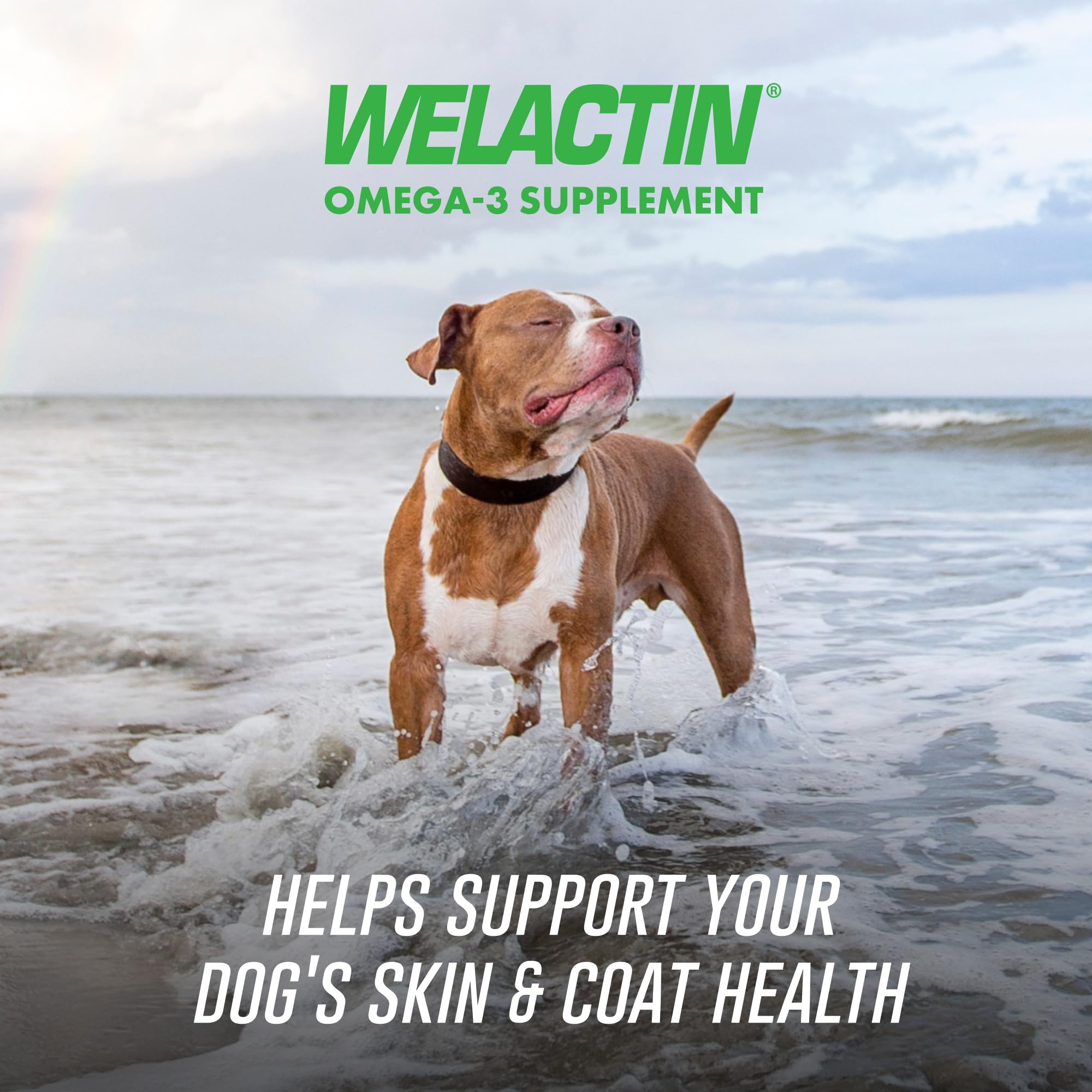 Omega-3 Fish Oil Soft Chews for Dogs – Skin & Coat Support 60ct