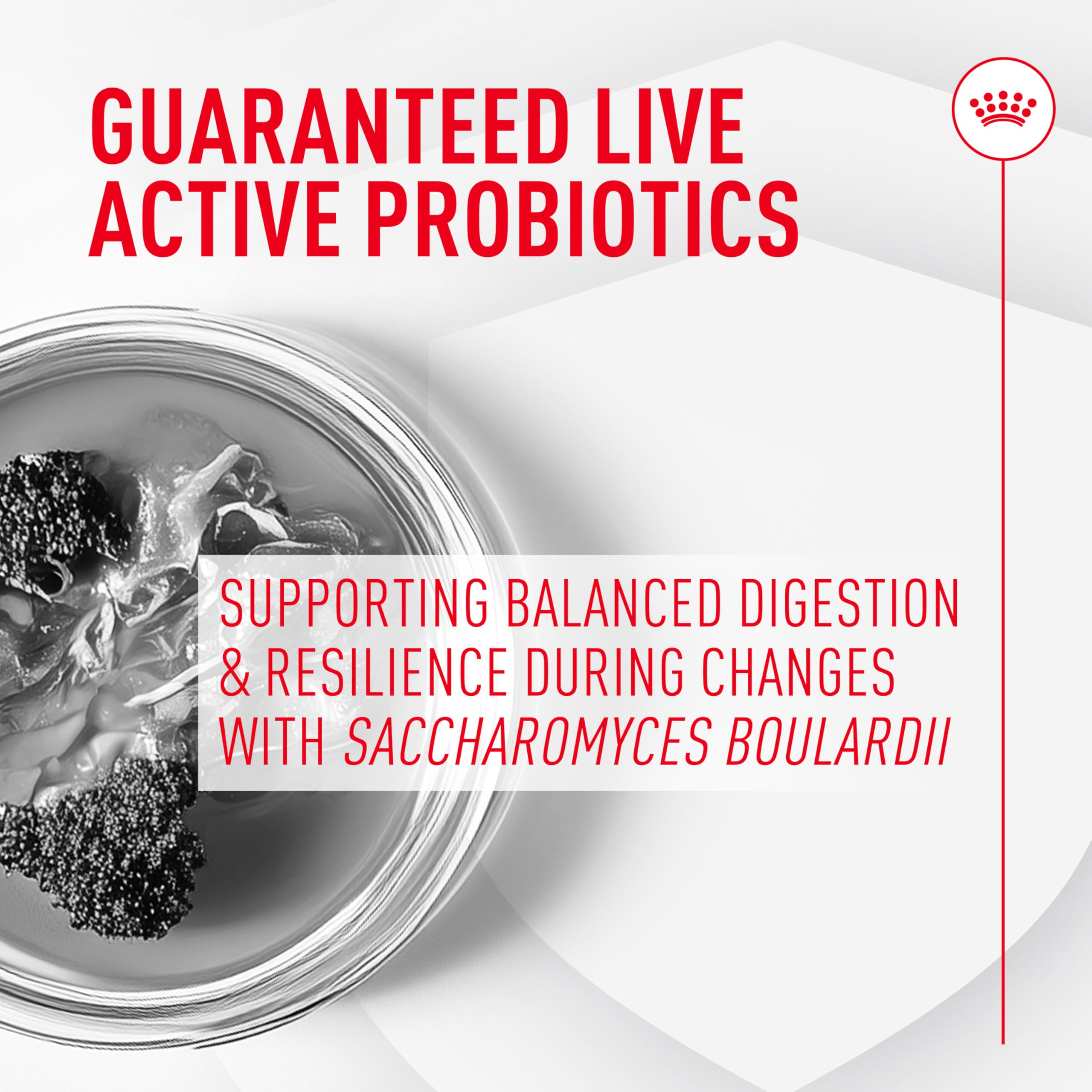 Probiotic Powder Supplement for Cats – Digestive & Immune 30ct