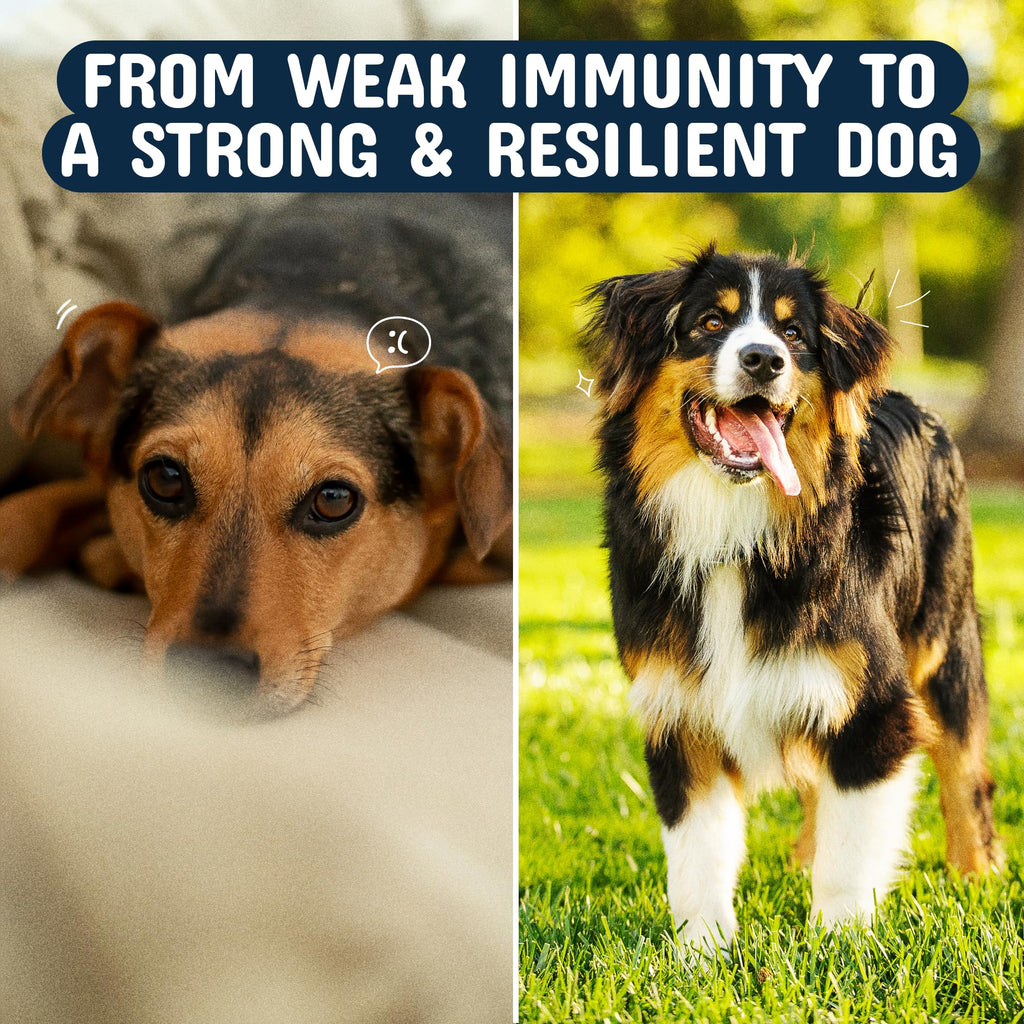 Turkey Tail Mushroom Chews for Dogs – Immunity & Joint Support 120ct